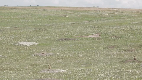 Pan Left Black Tailed Prairie Dogs to Resting American Bison Stock Footage 121481864