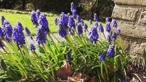 Pan to the left on the blue grape hyacinth flowers Stock Footage 96190555