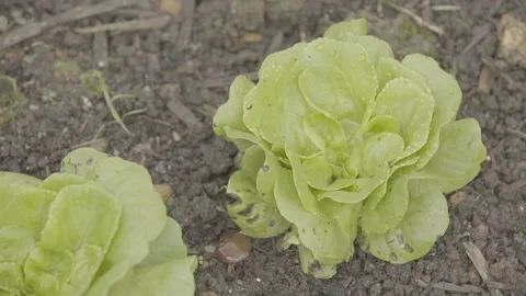 Pan Left, Close-up on Organic Lettuce (Alface) Plants Growing in Fertile Soil Stock Footage 320633219