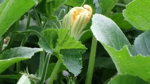 Pan left close-up of pumpkin flower with leaves blowing in the gentle breeze. Stock Footage 346746616