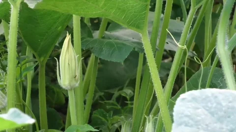 Pan left close-up of young pumpkin flower bud. Stock Footage 346746635