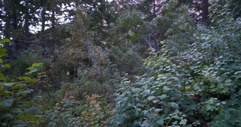 Pan to the left of dense foliage on the trail to the summit of Mount timpanogos Stock Footage 120150849
