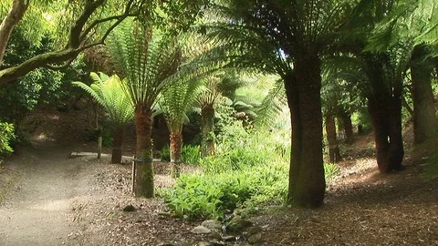 Pan left from earthy walking path to luscious tree ferns in Cornwall, UK Stock Footage 102474608