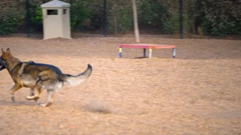 A Pan left of German Shepherd chasing ball in dog park Video stock 155399195