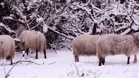 Pan to the left for Heidschnucke sheeps in snow Stock Footage 82962086