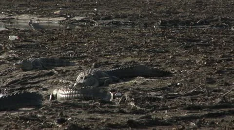 Pan left large fat alligators grouped on land, Blue Heron, drought, RARE FOOTAGE Stock Footage 21259662