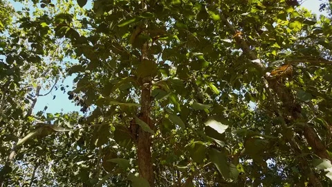 Pan left low angle shot of teak trees in plantation, sunny day, sky, treetops 스톡 동영상 81588412