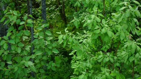 Pan Left in Lush Green Forest Stock Footage 37394174