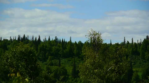Pan Left, Lush Hillside Forest Stock Footage 33528890