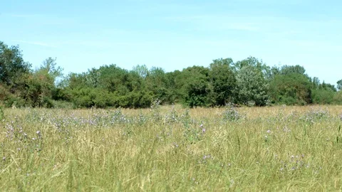 Pan left of mallows flowers on a wild windy meadow with forest background Video stock 129039413