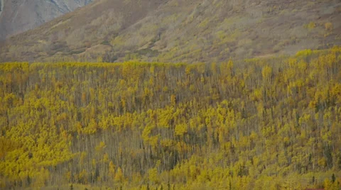 Pan Left Mountain Side Forest, Autumn Colors Stock Footage 38094162