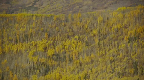 Pan Left Mountain Side Forest, Autumn Colors 3 Stock Footage 38101193