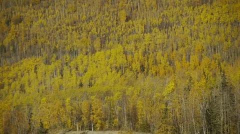 Pan Left Mountain Side Forest, Autumn Colors 4 Stock Footage 38108786