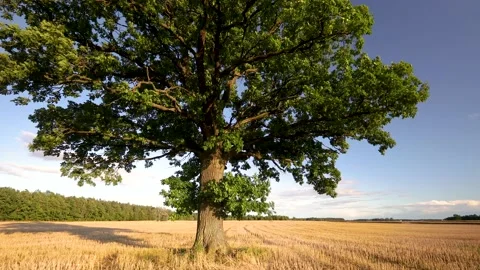 Pan to the left oak tree Video stock 136275112