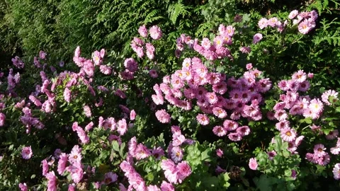 Pan to the left over Autumn asters  Stock Footage 168558394