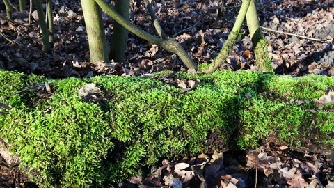 Pan to the left over the mos Stock Footage 126722427