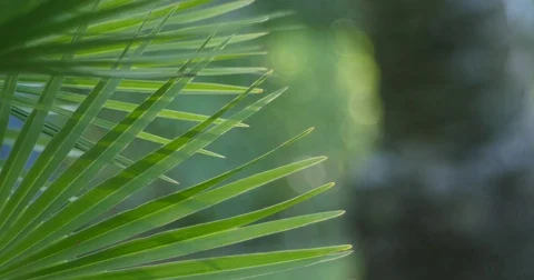 Pan Left into Palm Frond, Green Bokeh Background Stock Footage