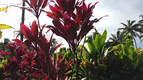 Pan Left of Palm Trees and Colorful Hawaiian Plants Stock Footage 150465640