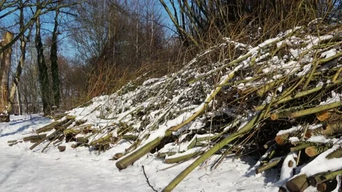 Pan to the left in the park. Stockbeeldmateriaal 148739305