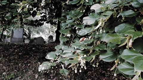 Pan left to reveal elevated section of cemetery Stock Footage 160211970
