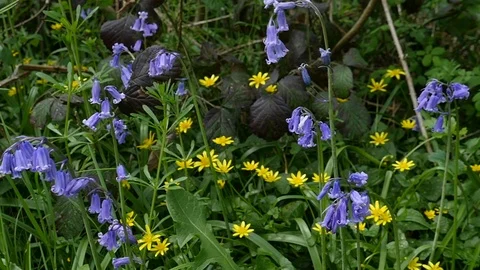 Pan left to right across wild flowers in slow motion Stock Footage 106989909