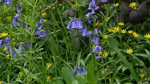 Pan left to right across wild flowers Stock Footage 106989949
