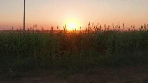 Pan Left to Right Behind Tall Wheat Grass with Truck Driving By at Sunset Video stock 139130532