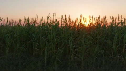 Pan Left to Right Behind Tall Wheat Grass (Slow) Video stock 139132138
