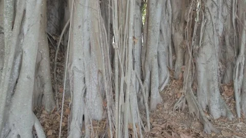 Pan left to right Close Horizontal shot Multiple Banyan Trees in the afternoon i Stock Footage 270505333