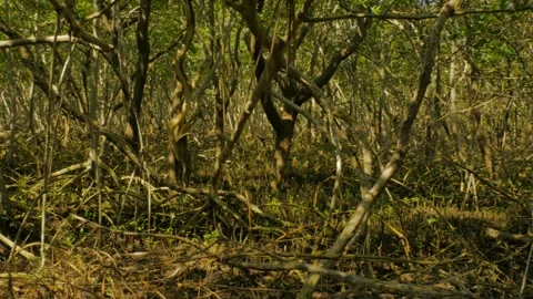 Pan left to right Close shot of twisted mangrove roots and tree limbs with green Stock Footage 269550874