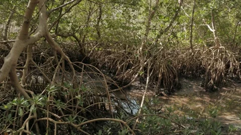 Pan left to right Close shot of twisted mangrove roots and tree limbs with green Stock Footage 269550993