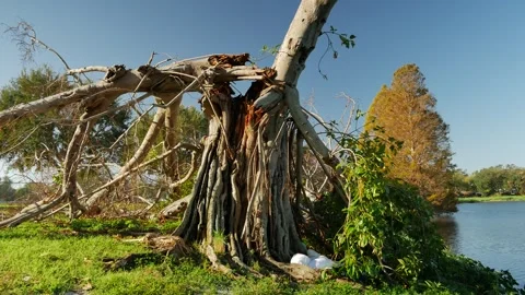 Pan left to right Damaged by hurricane Milton winds Large banyan tree early morn Stock Footage 290283195