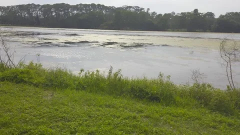 Pan left to right of Florida Lake on a sunny day. Stock Footage 239802768