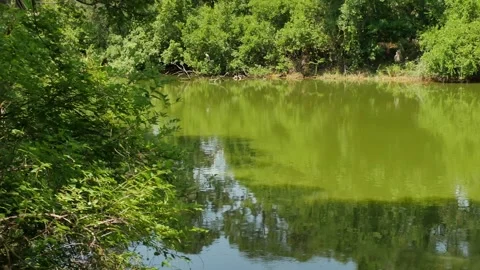 Pan Left to right Framed View between bushes out towards a small green pond with Stock Footage 274691153