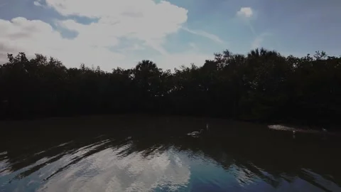 Pan left to right to Great White egret sitting in brown bay water Stock Footage 260644853