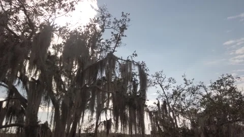 Pan left to right Hanging Spanish moss ( Tillandsia usneoides) in live oak trees Stock Footage 264992278