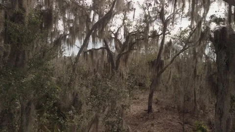 Pan left to right Hanging Spanish moss ( Tillandsia usneoides) in live oak trees Stock Footage 264992342