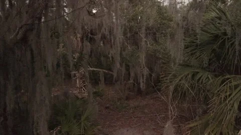 Pan left to right Hanging Spanish moss ( Tillandsia usneoides) in live oak trees Stock Footage 264992381
