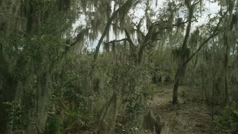 Pan left to right Hanging Spanish moss ( Tillandsia usneoides) in live oak trees Stock Footage 264992389