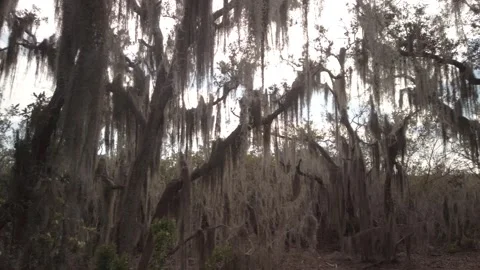Pan left to right Hanging Spanish moss ( Tillandsia usneoides) in live oak trees Stock Footage 264992416