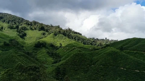 Pan left to right hilly tea plantations with blue skies in the background. Stock Footage 122039932