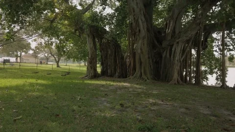 Pan left to right horizontal shot  from Multiple Banyan Trees to white pelicans  Stock Footage 261358970