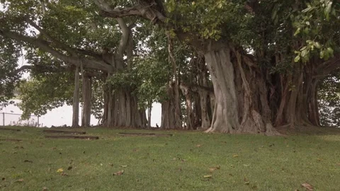 Pan left to right horizontal shot  of Multiple Banyan Trees across green grass t Stock Footage 261359252