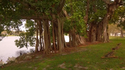 Pan left to right horizontal shot  from white pelicans on edge of lake to Multip Stock Footage 261359623