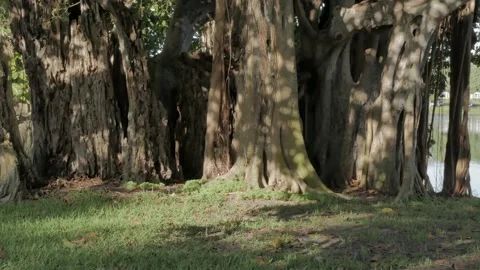 Pan left to right Horizontal shot Multiple Banyan Trees in the afternoon in St. Video stock 270505366