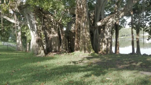 Pan left to right Horizontal shot Multiple Banyan Trees in the afternoon in St. Stock Footage 270505408