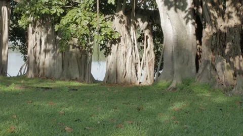 Pan left to right Horizontal shot Multiple Banyan Trees in the afternoon in St. Stock Footage 270505410