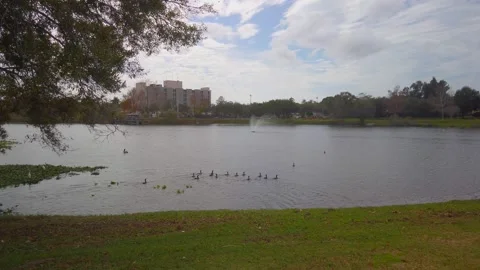 Pan left to right  with multiple birds jumping into the water and swimming away Stock Footage 262826364
