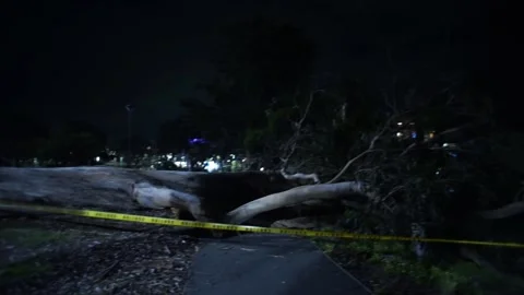 Pan: left to right pan of fallen tree after bomb cyclone in San Francisco Stock Footage 236612846
