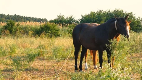 Pan left to right of Two Horses are feeding on a green field Stock Footage 81618600